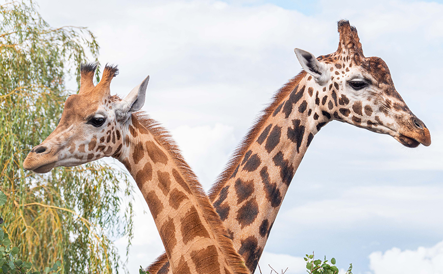 Two giraffe's creating a 'v' shape